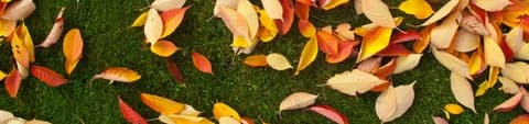 Fall fertilizers